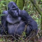 What clothes should I wear for gorilla trekking in Rwanda