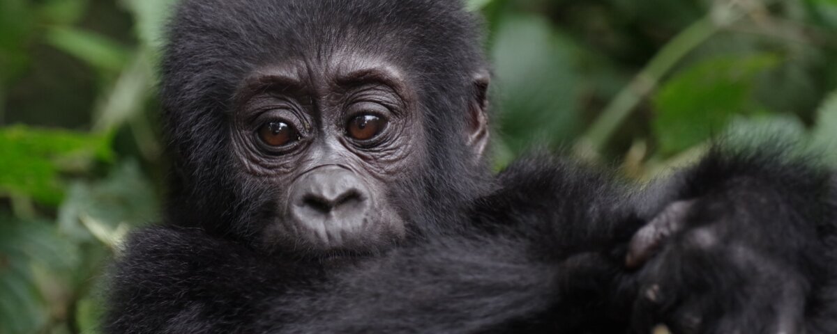 What fitness level do I need for Rwanda gorilla trekking