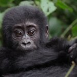 What fitness level do I need for Rwanda gorilla trekking