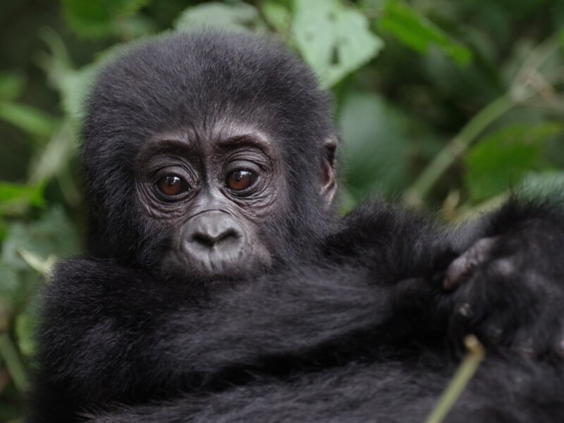 What fitness level do I need for Rwanda gorilla trekking