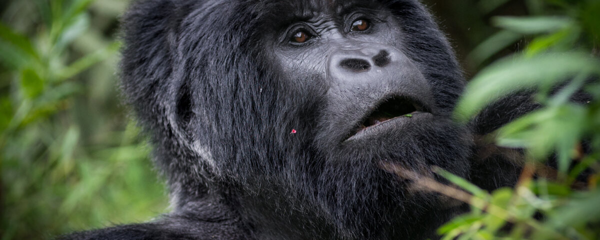 What fitness level is needed for gorilla trekking
