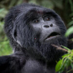 What fitness level is needed for gorilla trekking