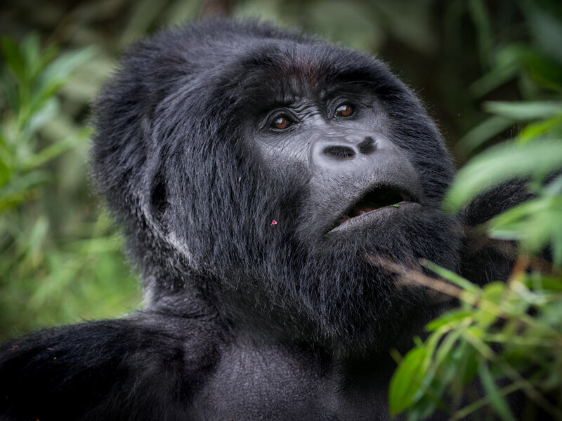 What fitness level is needed for gorilla trekking