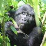 What is the Best Time for Gorilla Trekking in Rwanda