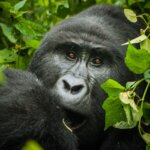 What is the Cheapest Way to Do Gorilla Trekking in Rwanda