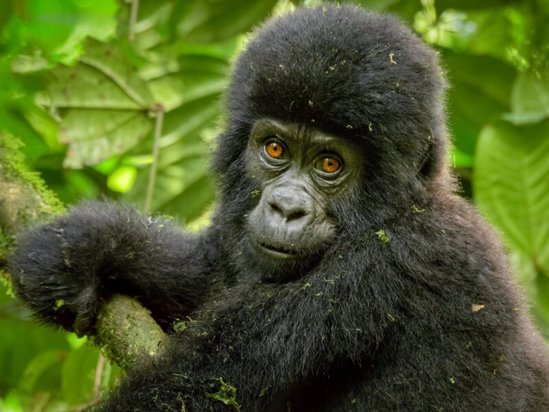 What is the Gorilla Trekking Experience Like in Rwanda