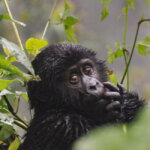 What is the best gorilla trekking lodge in Rwanda
