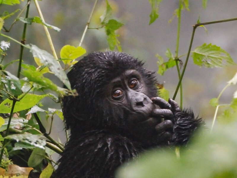 What is the best gorilla trekking lodge in Rwanda