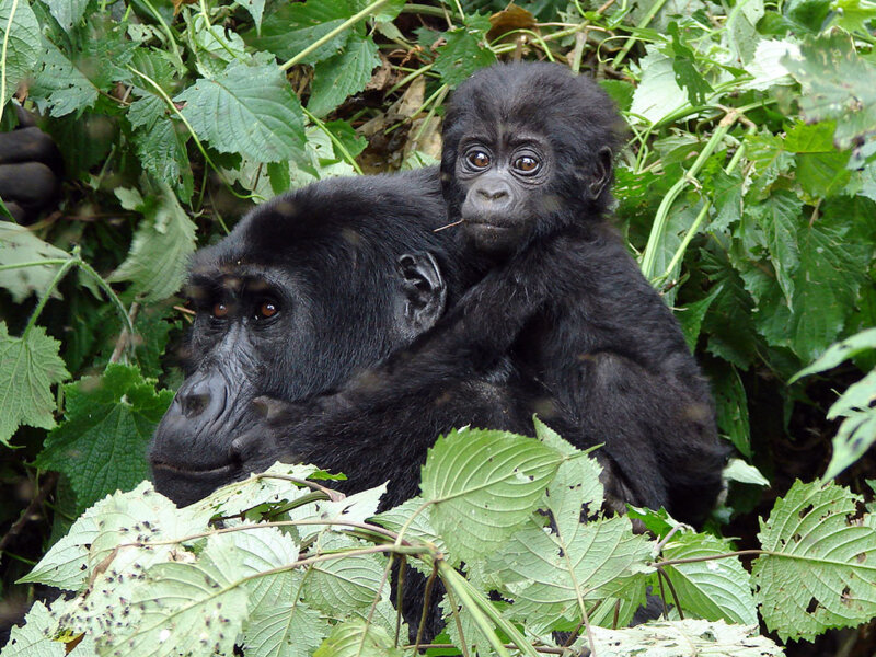 What is the best month to visit Rwanda for gorilla trekking