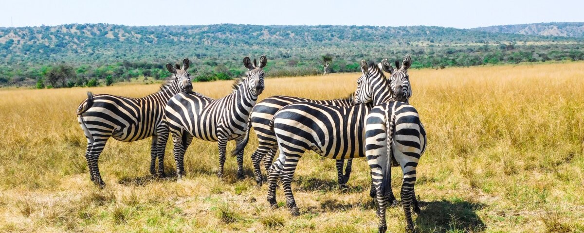 What is the best time to visit Akagera National Park