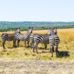 What is the best time to visit Akagera National Park