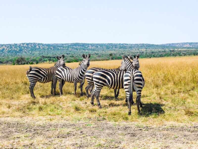 What is the best time to visit Akagera National Park