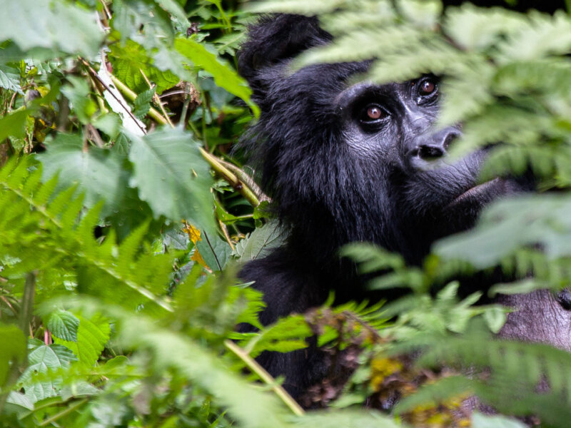 What should I wear for gorilla trekking