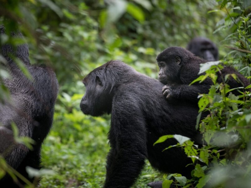 What vaccines do I need for Rwanda Safaris