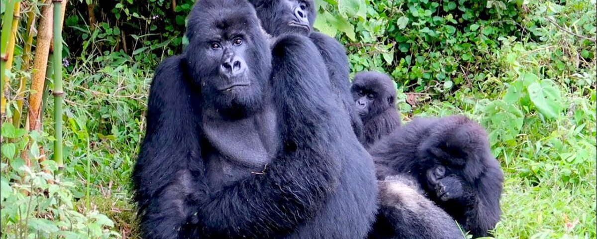 Where Can I See Mountain Gorillas in Rwanda