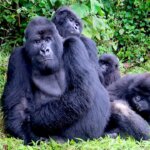 Where Can I See Mountain Gorillas in Rwanda