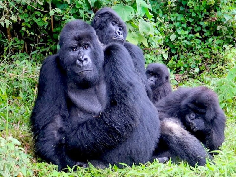 Where Can I See Mountain Gorillas in Rwanda