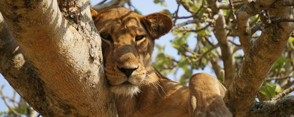 Where can I see tree climbing lions in Uganda
