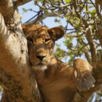 Where can I see tree climbing lions in Uganda