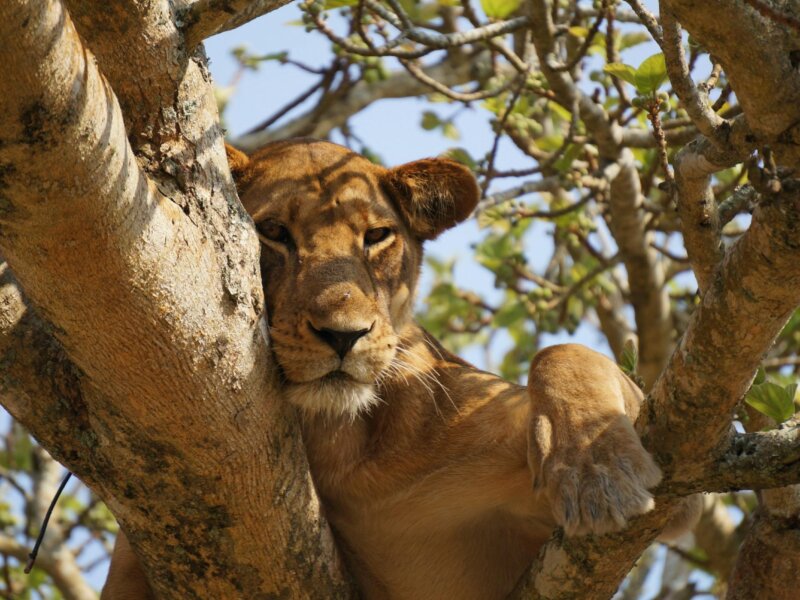 Where can I see tree climbing lions in Uganda