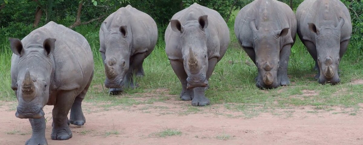 Where is Ziwa Rhino Sanctuary located