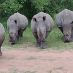 Where is Ziwa Rhino Sanctuary located