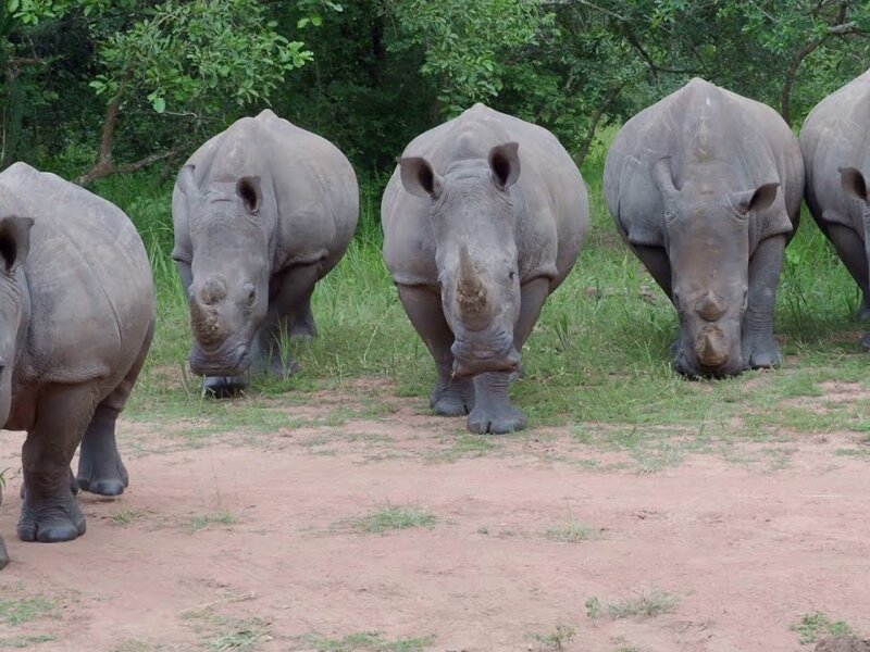 Where is Ziwa Rhino Sanctuary located