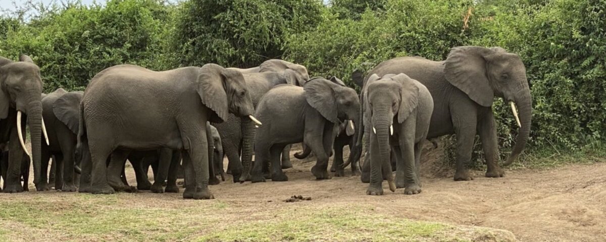 Which Uganda park has the most elephants