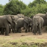 Which Uganda park has the most elephants