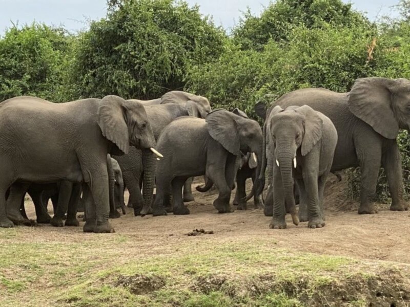 Which Uganda park has the most elephants