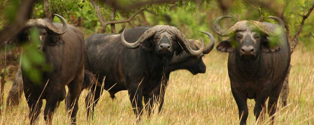 Which Uganda safari parks have the Big Five