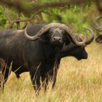 Which Uganda safari parks have the Big Five