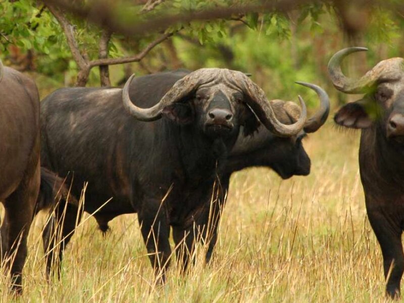 Which Uganda safari parks have the Big Five