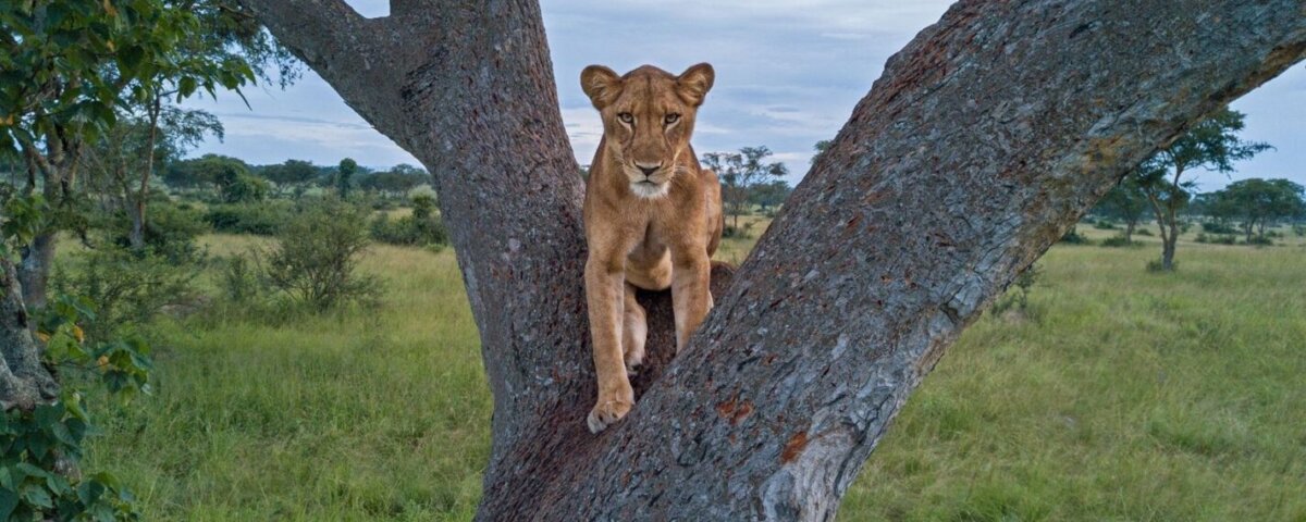Which wildlife parks are best in Uganda