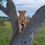 Which wildlife parks are best in Uganda