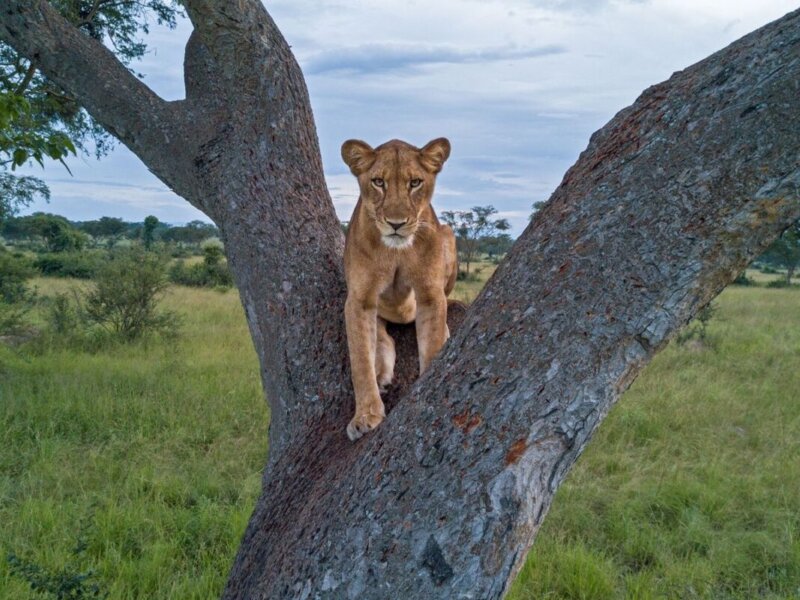 Which wildlife parks are best in Uganda