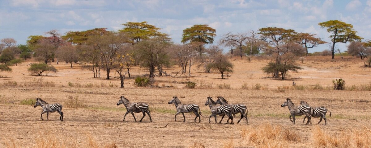 What Is the Cheapest Tanzania Safari