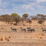 What Is the Cheapest Tanzania Safari
