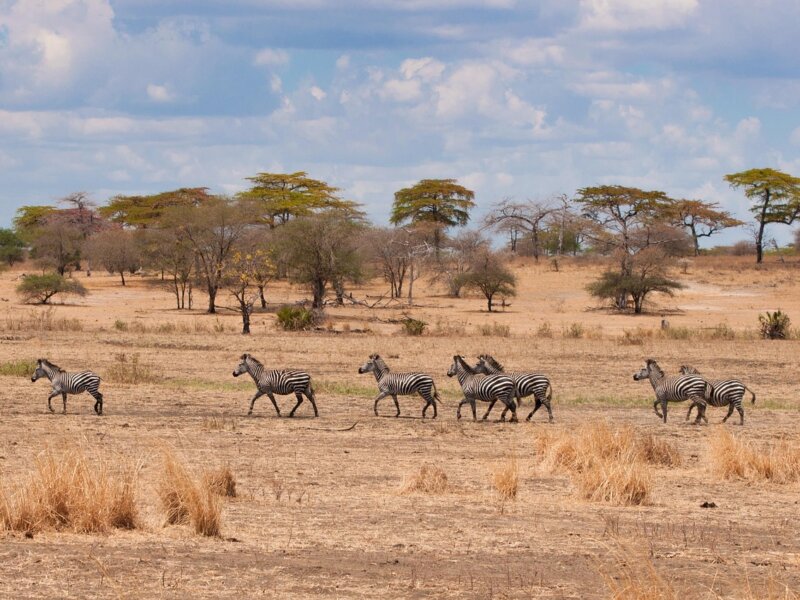 What Is the Cheapest Tanzania Safari