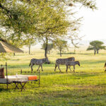 What Are the Top Safari Destinations in Tanzania
