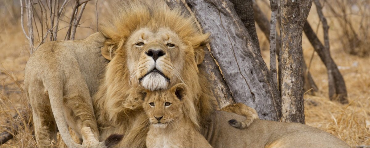 What Is Included in a Tanzania Safari Package