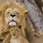 What Is Included in a Tanzania Safari Package