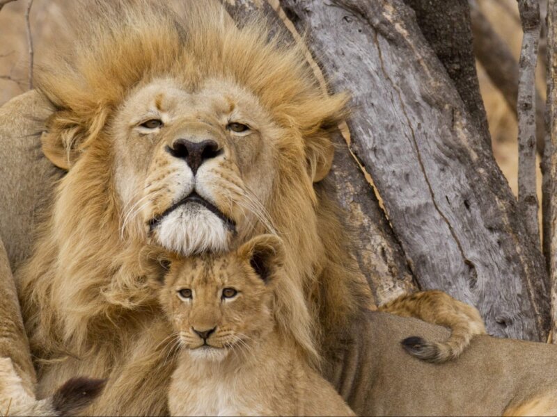 What Is Included in a Tanzania Safari Package