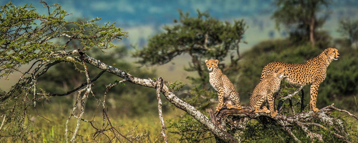 What Is the Best Month for Tanzania Safari