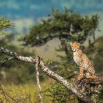 What Is the Best Month for Tanzania Safari