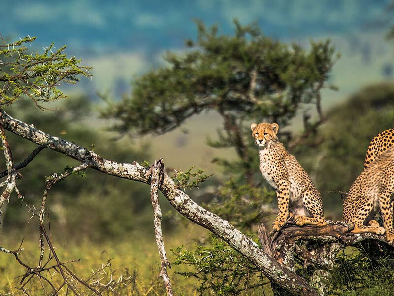 What Is the Best Month for Tanzania Safari