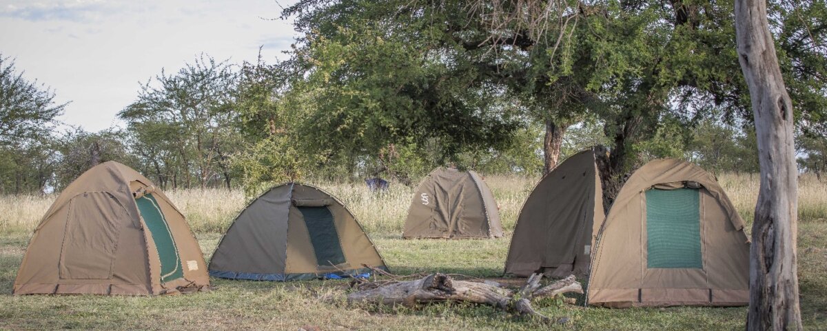 What Is the Best Tanzania Safari Company