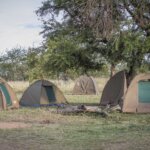 What Is the Best Tanzania Safari Company