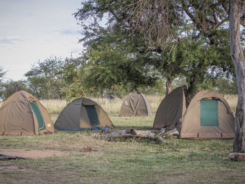 What Is the Best Tanzania Safari Company