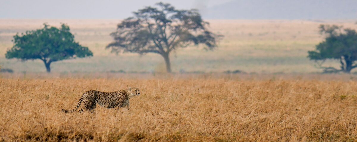 How Early Should I Book Tanzania Safari